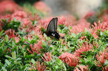 a Swallowtail butterflies at Ixora chinensis with nature