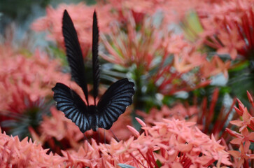 a Swallowtail butterflies at Ixora chinensis with nature