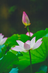 Obraz premium a Lotus flower and Lotus flower plants