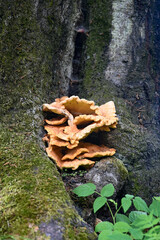 Sponge fungus  on a old tree