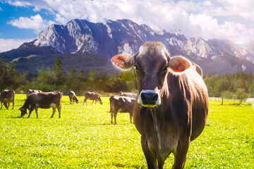 Schweizer Braunvieh mit Herde beobachtet entspannt Wanderer während der morgendlichen Fütterung auf einer üppigen grünen Wiese in den Tiroler Alpen an einem sonnigen Morgen mit Gegenlicht