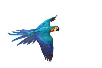 Colorful flying parrot isolated on transparent background.