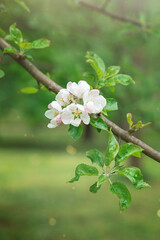 Branch of Apple blossoms. Apple branch with flowers in sunny day