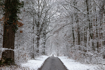 Empty lane in the forest after snow fall. Cold wintertime landscape and abstract countryside path...