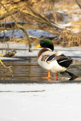 Mallard ducks on an icy pond in Mönchbruch, Hesse Germany at a cold day in winter.