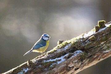 Blue tit at a feeding place at the Mönchbruch pond in a natural reserve in Hesse Germany. Looking for food in winter time.