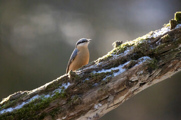 A nuthatch songbird at a feeding place next to the Mönchbruch pond in Mörfelden-Walldorf, Hesse Germany in winter.