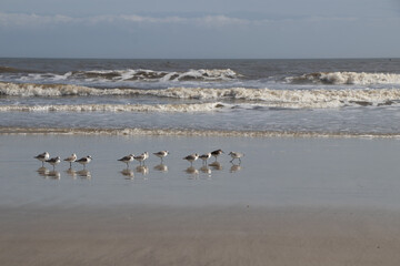 flock of seabirds on the beach