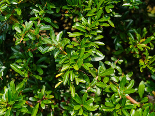 Fototapeta na wymiar branches with leaves of pyracantha crenulata (Pyracantha Crenulata) close-up
