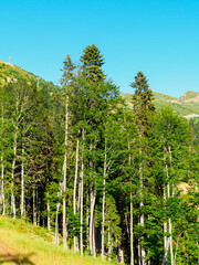 tall trees on the slopes of the mountains