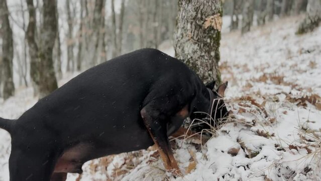 Doberman Pinscher Dog Digging Snow, Fallen Leafs & Sniff Forest Floor  Winter Cold Day 