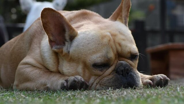 french bulldog sleeping and snoring loudly, pet and animal concept