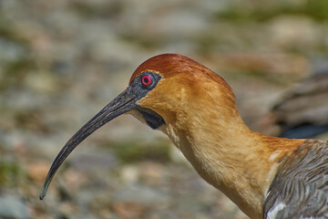 Buff-necked ibis bird in Chilean Argentinean Patagonia