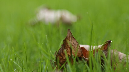brązowy liść na zielonej trawie