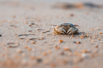 A crab on the sand on the seashore, shallow depth of field, copy space