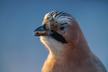 Eurasian Jay (Garrulus glandarius)