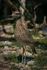 Funny looking brown spotted exotic bird