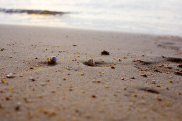 Fototapeta na wymiar Shellfish with clam hermit crayfish on the sand on the seashore, shallow depth of field. Sea background