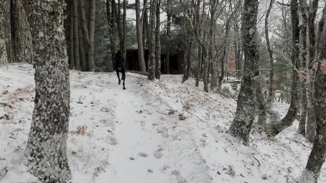 Doberman Pinscher, Dog Running In The Snowy Forest Winter Cold Day 3