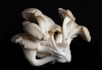 delicious organic oyster mushrooms on black background