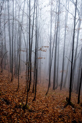 Herbstlaub und Nebel im Bergwald