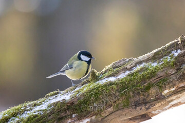 A black tit or also called coal tit at a feeding place at the Mönchbruch pond in a natural reserve in Hesse Germany. Looking for food in winter time.