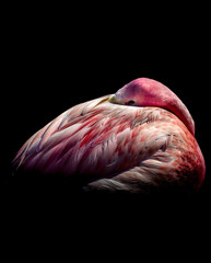 Flamingo in the sun with its head under its wing and a black background
