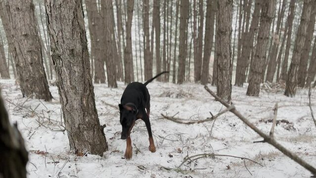 Doberman Pinscher, Dog Running In The Snowy Pine Forest Winter Day