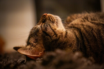 Chill sweet brown pet cat laying on her back