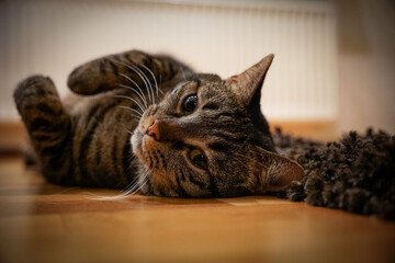 Cute pet cat chilling on the ground