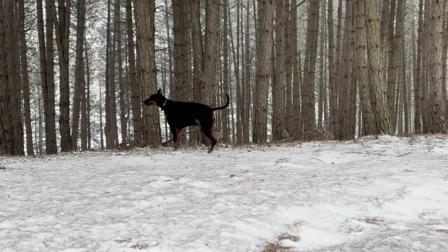 Doberman Pinscher, Dog Exploring The Snowy Pine Forest Winter Day