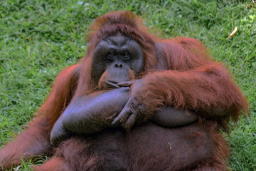 bornean orangutan