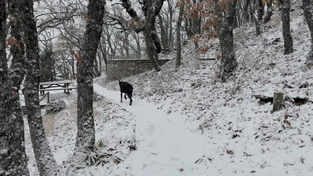 Doberman Pinscher, Dog Exploring The Snowy Oak Forest Winter Day 2