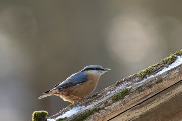 Obraz premium A nuthatch songbird at a feeding place next to the Mönchbruch pond in Mörfelden-Walldorf, Hesse Germany in winter.