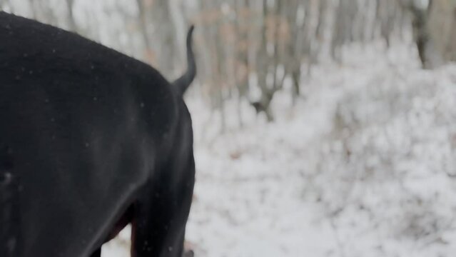 Doberman Pinscher, Dog Running In The Snowy Oak Forest Winter Day