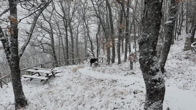 Doberman Pinscher, Dog Exploring The Snowy Oak Forest Winter Day 3