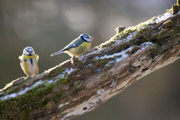 Blue tit at a feeding place at the Mönchbruch pond in a natural reserve in Hesse Germany. Looking for food in winter time.