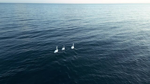 Floating swans on water