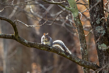 squirrel on a tree