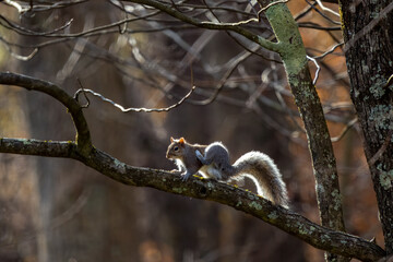 squirrel on a tree