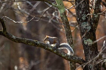 squirrel on a branch