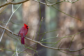 cardinal on a branch