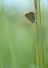 Small spotted butterfly on hay