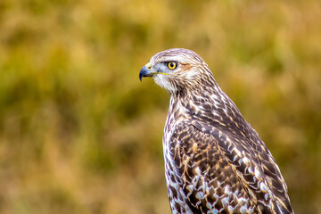 red tailed hawk
