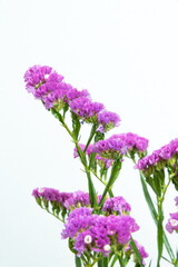 Fototapeta premium スターチス