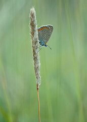 A small spotted butterfly rests on a blade of grass