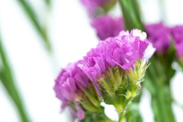 Obraz premium スターチス