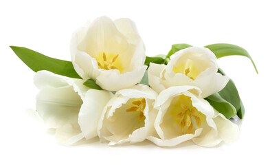 Fototapeta na wymiar Bouquet of white tulips.