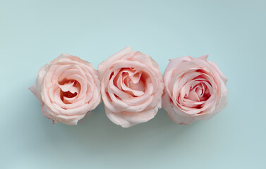 pink roses on a blue background, close up
