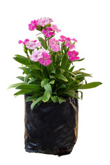 Fresh beautiful dianthus flower pink blooming in black plastic bag for nursery in the garden isolated on white background included clipping path.